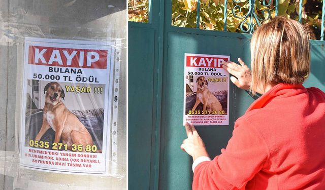 Kayıp köpeği Yaşar’ı bulana 50 bin lira ödül