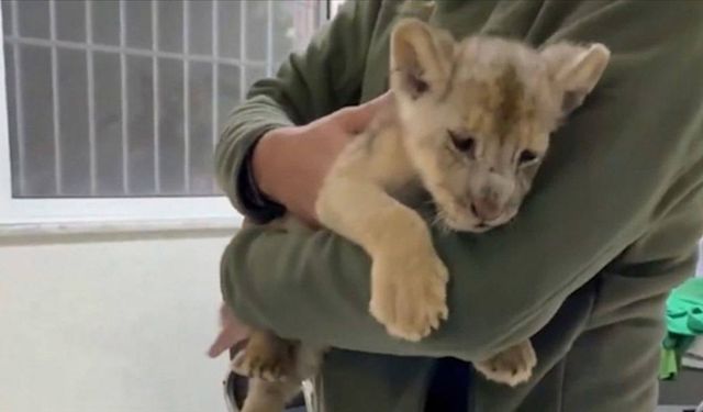 Kaçak yolla getirilen Afrika aslanı yavrusuna el konuldu