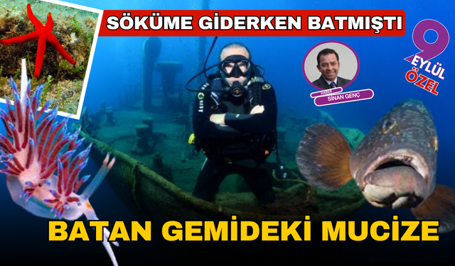 Söküme giderken battı, ekosistemin harikasına dönüştü