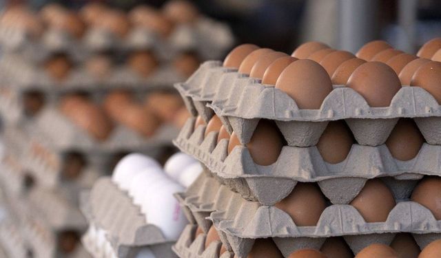 Tavuk eti üretimi yükseldi, yumurta tarafında düşüş dikkat çekti