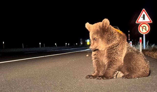 Köpeklerin saldırdığı minik ayı tedavi görüyor