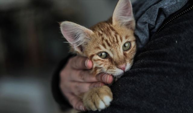 İzmir'de evinde çıkan yangında 30 kedisiyle birlikte hayatını kaybetti