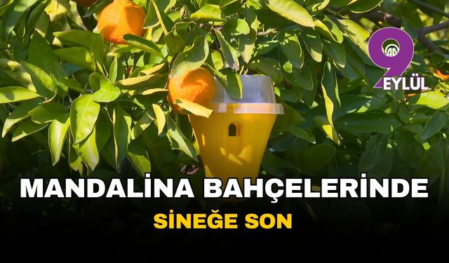 İzmir'de mandalina bahçelerinde biyoteknik başarı: Çiftçinin ilaç yükü azaldı
