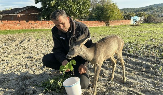 Yavru karacayı 5 aydır elleriyle besliyor: “Artık aileden biri gibi”