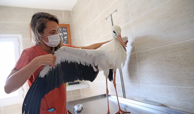 Karşıyaka'da 1 yılda 40 bin can dosta şefkat eli uzandı