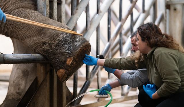İzmir’in dev sakinlerine hayati dokunuş: Filler için pedikür seansı yaşamla ölüm arasındaki çizgi