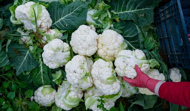 İzmir’in kışlık sebze tarlalarında hasat mesaisi: “Bu yıl verim yüz güldürüyor”