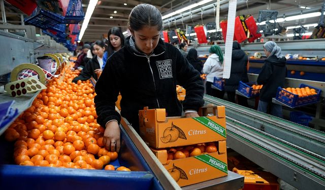 Türk mandalinası dünya sofralarını fethetti: İhracatta tüm zamanların rekoru kırıldı