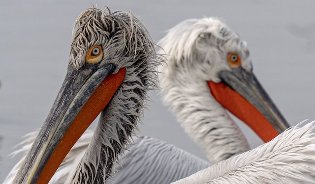 Gediz Deltası’nda kış mesaisi: Tepeli pelikanlar İzmir kıyılarına indi