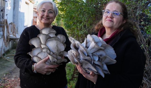 Güzelbahçe’de kadın elinin değdiği tarım devrimi: İstiridye mantarı ilçenin yeni gelir kapısı oldu