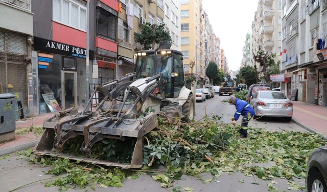 Akdeniz'de ağaçlara kış bakımı
