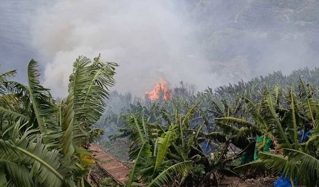 Antalya’da muz bahçelerini alevler sardı