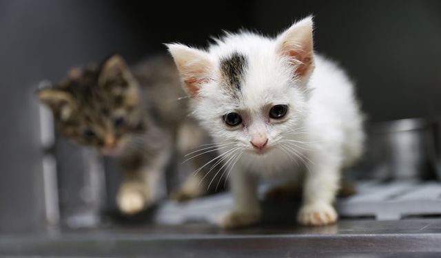 Buca’da çağrı karşılık buldu: 300 can dostu yeni yuvasına kavuştu