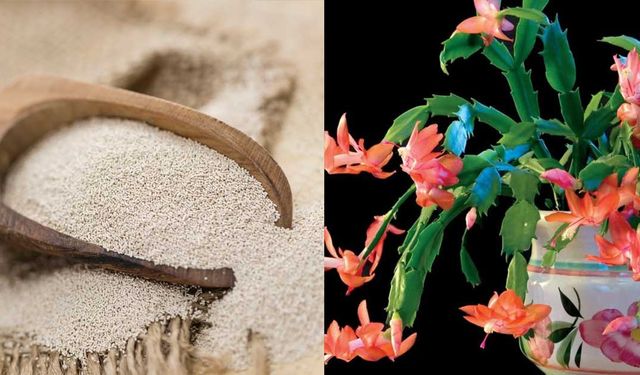 Yoğurt, maya ve doğal formüllerle bitkileri canlandıran yöntem: 1 kaşığa 3 litre