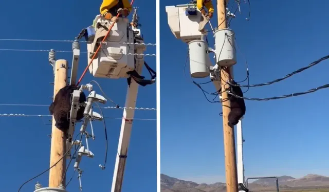 Elektrik direğine tırmanan ayı, zorlukla indirildi