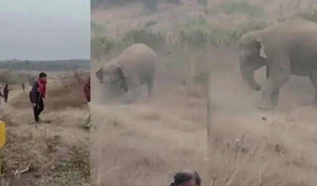 Hindistan’da fil sürüsü dehşeti: 4 ölü