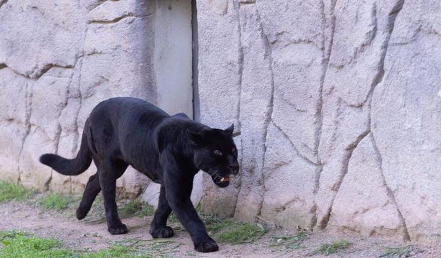 Jüliet ve Yumuk İzmir’e emanet: Doğal Yaşam Parkı’nın yeni sakinleri ziyaretçilerle buluştu