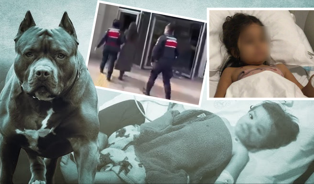 İki kardeşi hastanelik eden pitbull da sahibi de parmaklıklar arkasında