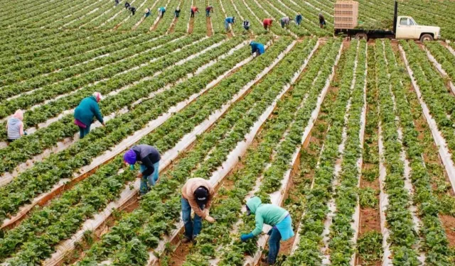 İzmir Köykoop Birliği’nden 21 Aralık Kooperatifçilik Günü çağrısı: Kooperatifler yalnız bırakılmamalı