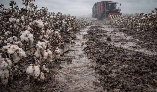Ege pamuğunda hasat sancısı: Yağmurlar rekolteyi vurdu, kayıp yüzde 15'i bulabilir