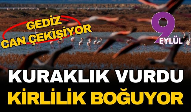 Gediz Deltası can çekişiyor: Kuraklık vurdu, kirlilik boğuyor