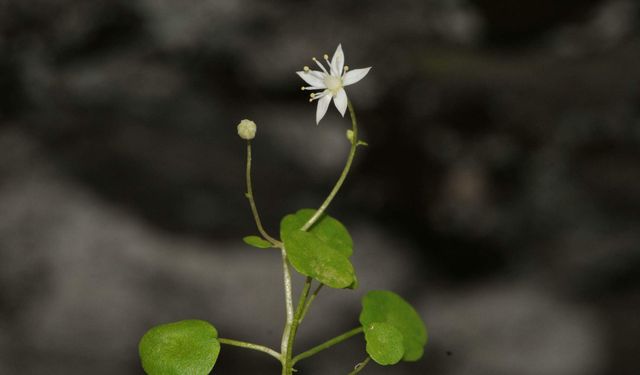 Bilim dünyasında heyecan yaratan keşif: İzmir’in dağlarında yeni bir endemik tür doğdu