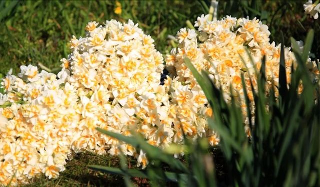 İzmir'in nergisleri hastalara moral oldu