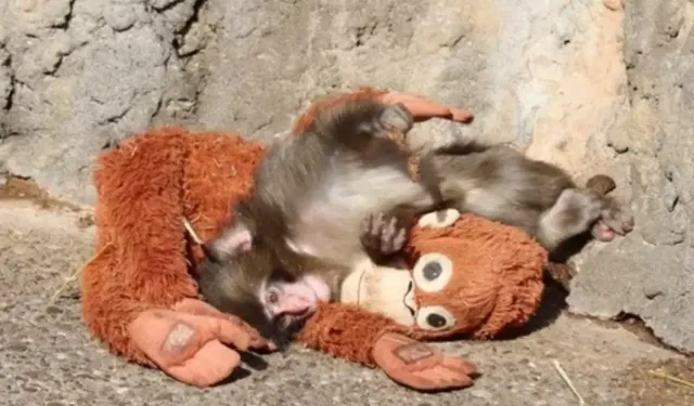 Yavru maymun Punch ve peluş oyuncağının rekor kıran hikayesi