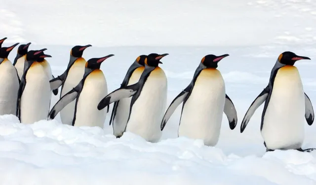 İmparator penguenler yok oluşun eşiğinde