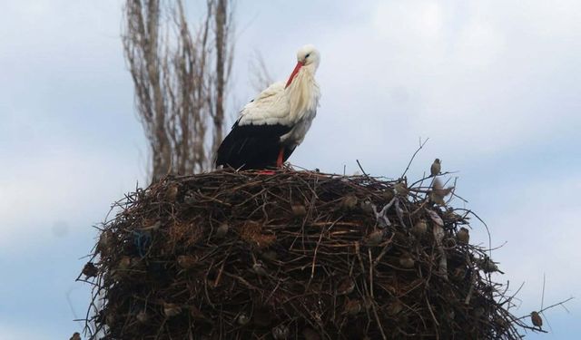 Söke’de İlk Leyleği Görene Bir Çuval Un