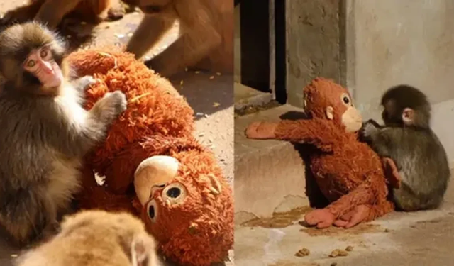 Maymun Punch’ın hikâyesi dünyayı ağlattı: Peluş oyuncağa sarılan yavru makak filme mi konu olacak?