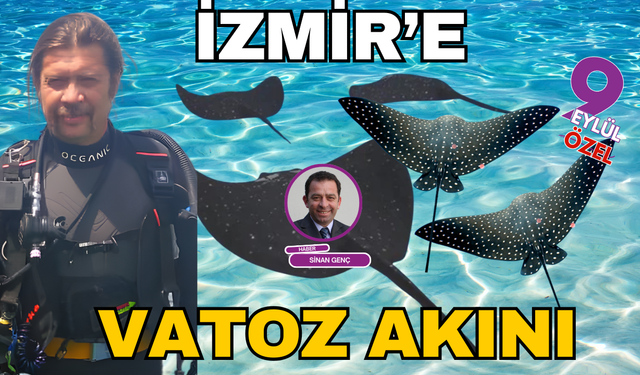 İzmir'e vatoz akını