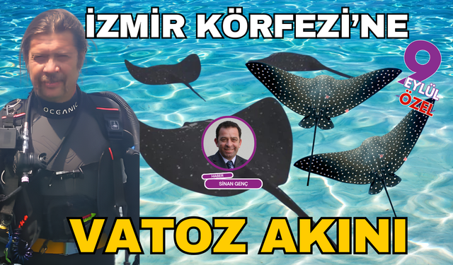 İzmir Körfezi'ne vatoz akını