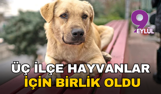 İzmir'in üç büyük ilçesinden sahipsiz canlar için dev ortak yaşam alanı hamlesi