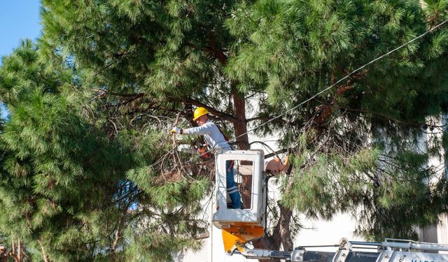 Karşıyaka’da budama seferberliği: Ağaçlar bahara hazırlanıyor