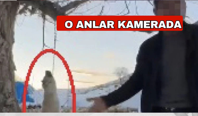 Katliam! Köpeğini asarak öldürdü