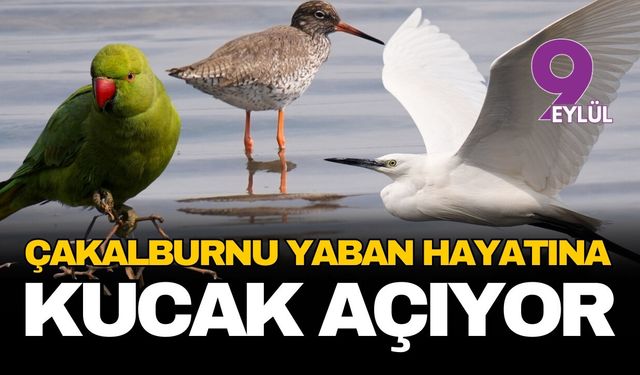 İzmir'in kalbindeki saklı cennet: Çakalburnu Lagünü yaban hayatına kucak açıyor