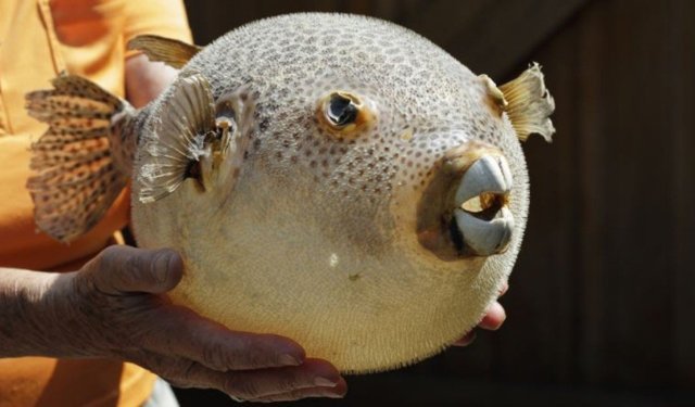 Zehirli istilaya karşı av: 665 bin balon balığı yakalandı