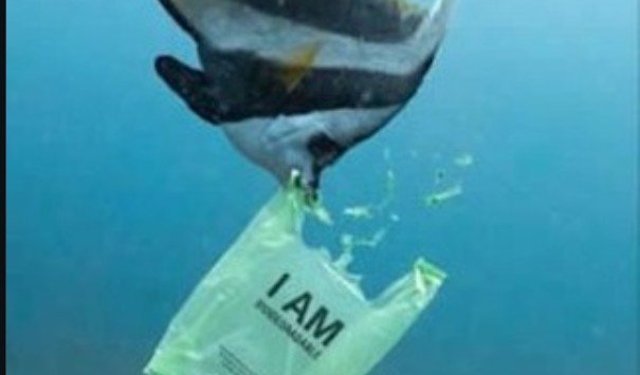 Japonya’da suda eriyen poşetler denizleri kurtaracak