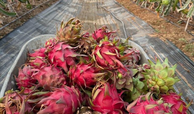 Tropikal serada yapay zeka devrimi