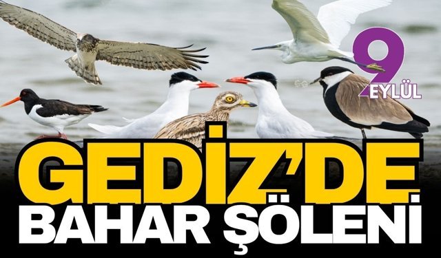 Gediz Deltası’nda bahar şöleni: Yüzlerce kuş türü kuluçkaya yattı