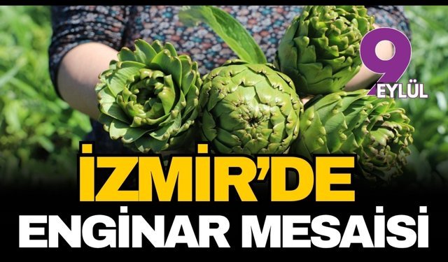 İzmir'de enginar mesaisi
