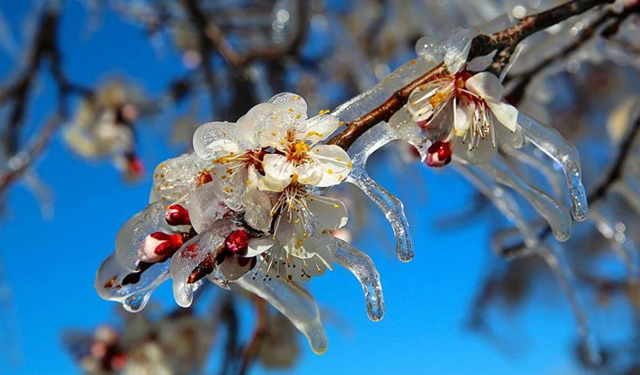 Meteoroloji uyardı: Zirai don ve toz taşınımı etkili olacak