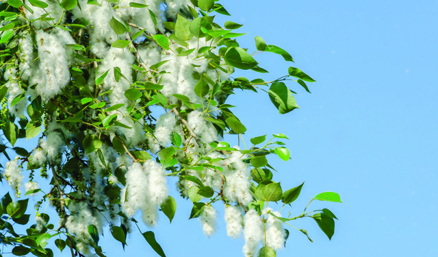 İzmir'de polen alarmı: Kronik hastalar için 'ölümcül' risk kapıda