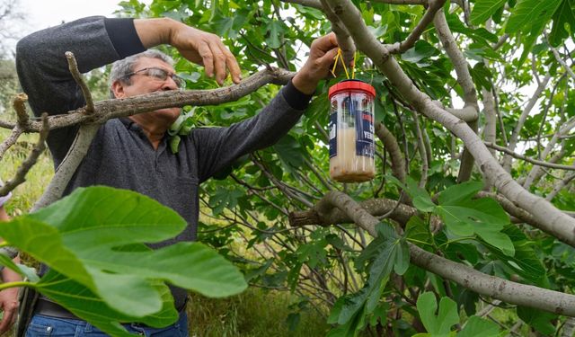 Tire’de incir üreticisine doğal mücadele desteği