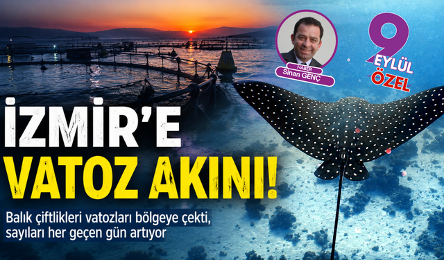 Çeşme açıklarında vatoz hareketliliği: Balık çiftlikleri deniz yaşamını dönüştürüyor
