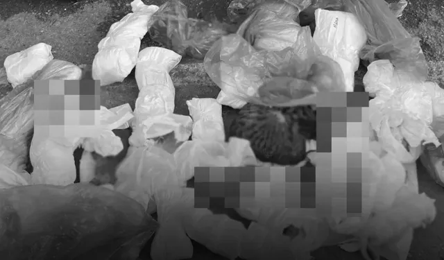 İzmir'deki 33 kedi ölüsüyle ilgili soruşturmada flaş gelişme: 1 veteriner hekim gözaltında