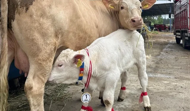 En güzel buzağısı ve annesi satıldı