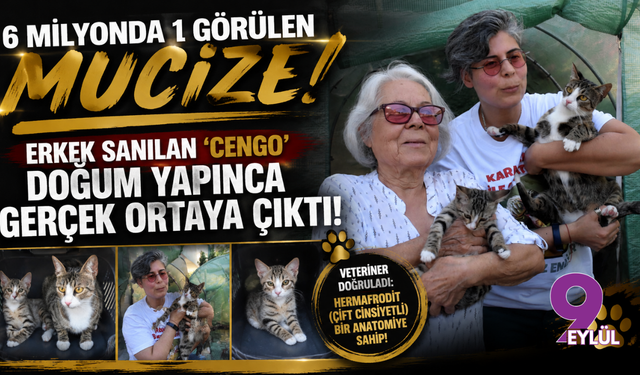 Erkek sanılan ‘Cengo’ doğum yapınca gerçek ortaya çıktı!