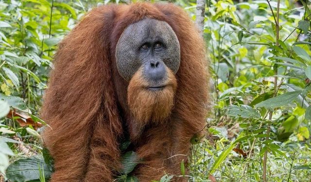 Yağışlar orangutanlarını vurdu: Tür yok oldu!